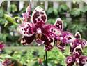 Phal. TH Pit Viper